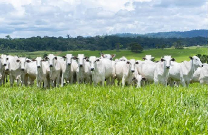 foto Not&iacute;cia ROLIM DE MOURA