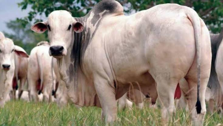 foto Not&iacute;cia ROLIM DE MOURA