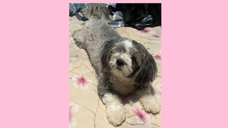 foto Not&iacute;cia ROLIM DE MOURA