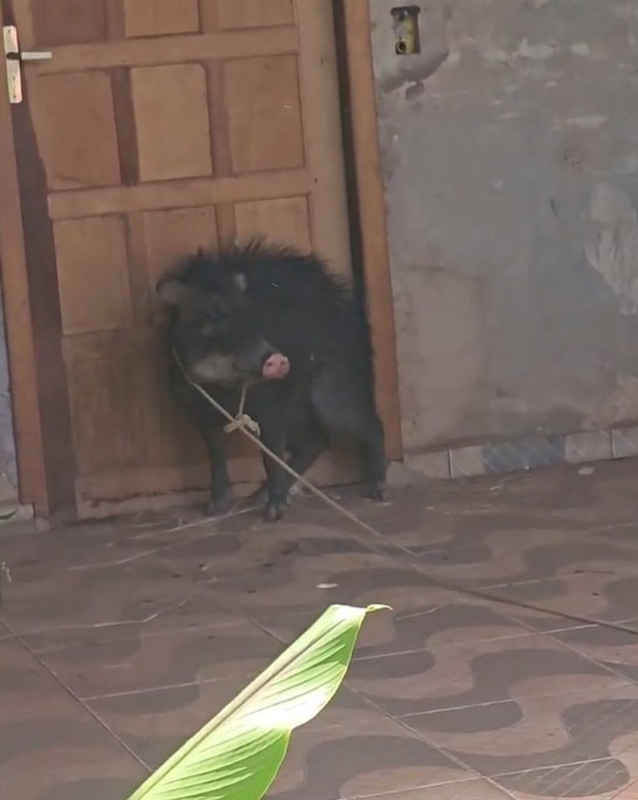 foto Not&iacute;cia ROLIM DE MOURA