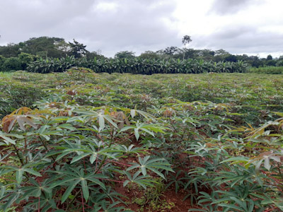 foto Not&iacute;cia ROLIM DE MOURA