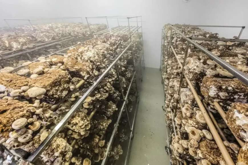 foto Notícia ROLIM DE MOURA