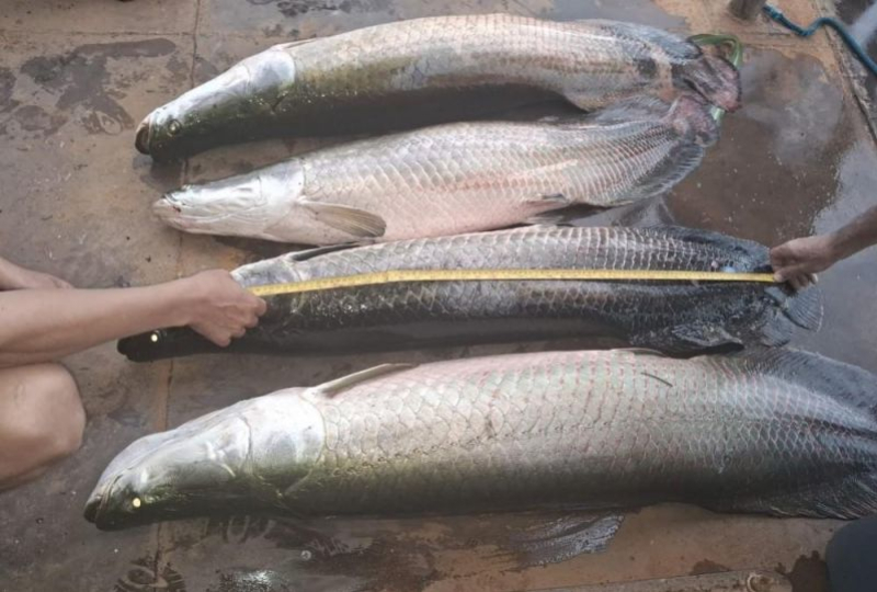 foto Not&iacute;cia ROLIM DE MOURA