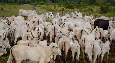 foto Notícia ROLIM DE MOURA