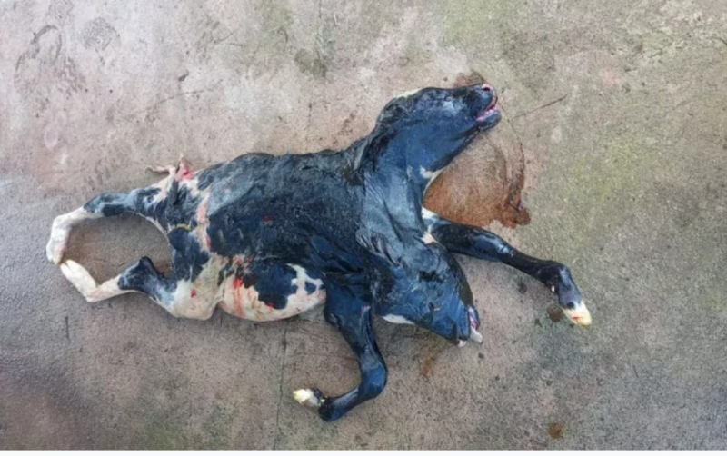 foto Not&iacute;cia ROLIM DE MOURA