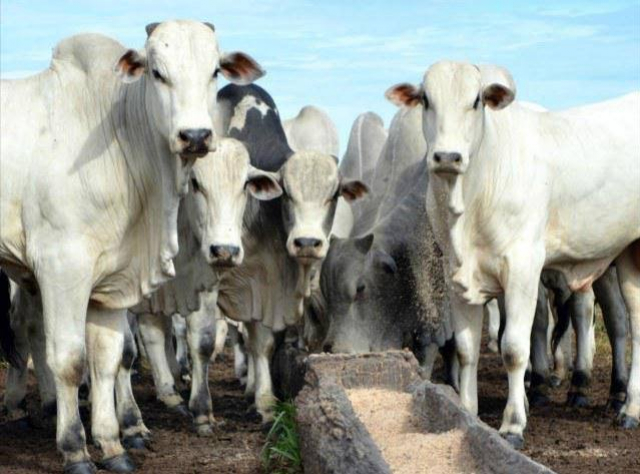 foto Not&iacute;cia ROLIM DE MOURA